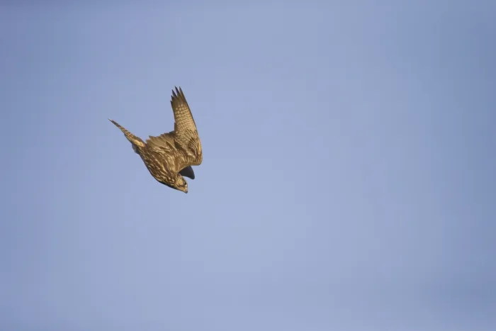 Framed Print : Saker Falcon (Falco cherrug) adult