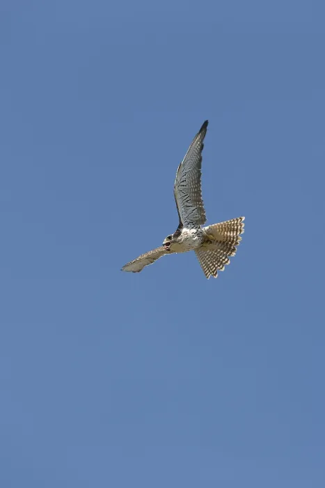 Framed Print : Saker falcon (falco cherrug), adult in flight