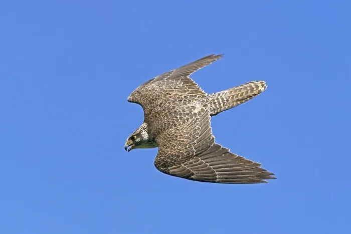 Framed Print : Saker falcon (Falco cherrug) flying