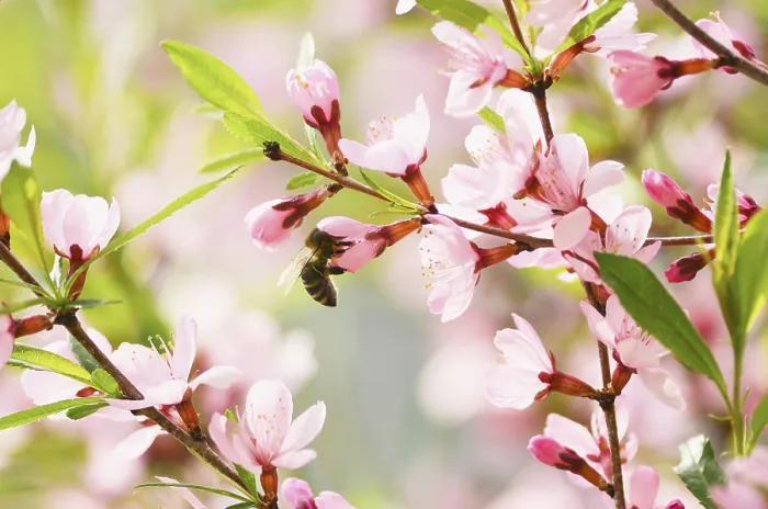 Framed Print : Sakura cherry flower blossom in spring