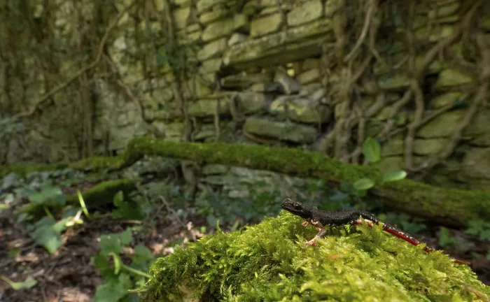 Framed Print : A salamander on a mossy rock by a stone wall in a peaceful