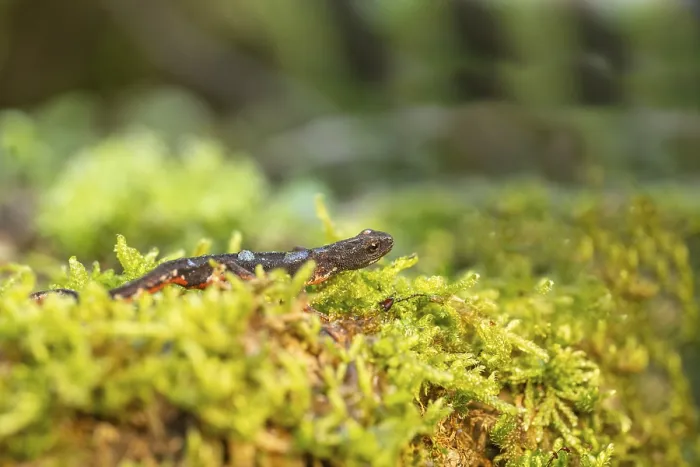 Framed Print : A salamander rests on bright green moss under gentle sunlight