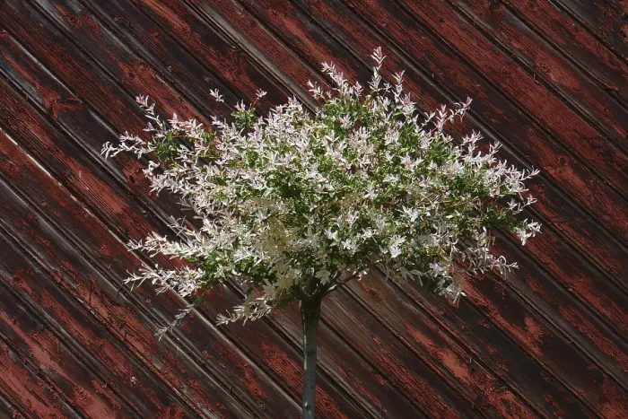 Framed Print : Salix integra