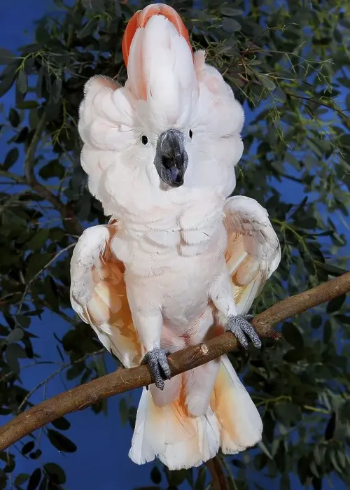 Framed Print : SALMON-CRESTED COCKATOO (cacatua moluccensis) OR MOLUCCAN COCKATOO