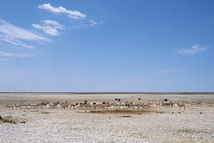 Framed Print : Salt pan in Etosha National Park with animals Framed Print : Salt pan in Etosha National Park with animals