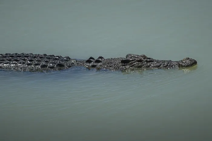 Framed Print : Saltwater crocodile Framed Print : Saltwater crocodile