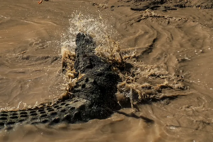 Framed Print : Saltwater crocodile glides through the splashing water of the Adelaide River