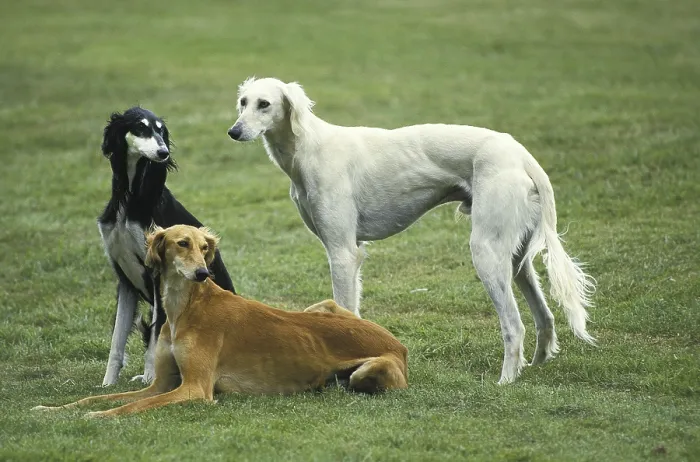 Framed Print : Saluki dog standing on lawn
