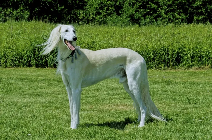 Framed Print : Saluki, Persian greyhound 10 years old
