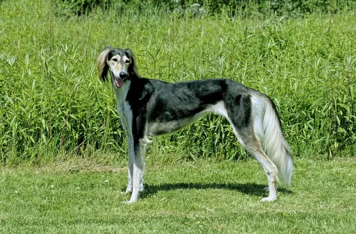 Framed Print : Saluki, Persian greyhound, 2, 5 years old