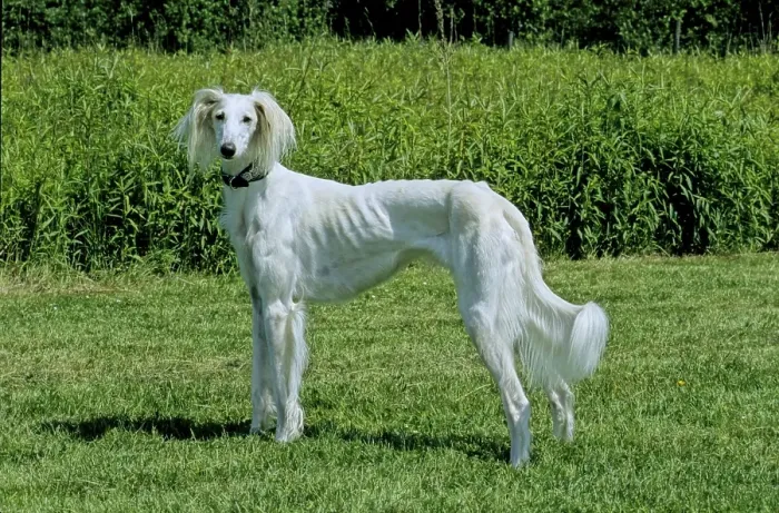 Framed Print : Saluki, Persian greyhound 8 years old