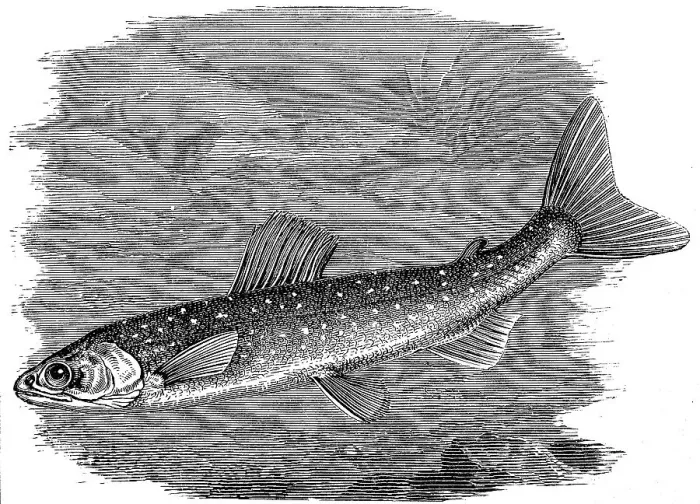 Framed Print : Salvelinus umbla, also known as Arctic char Framed Print : Salvelinus umbla, also known as Arctic char