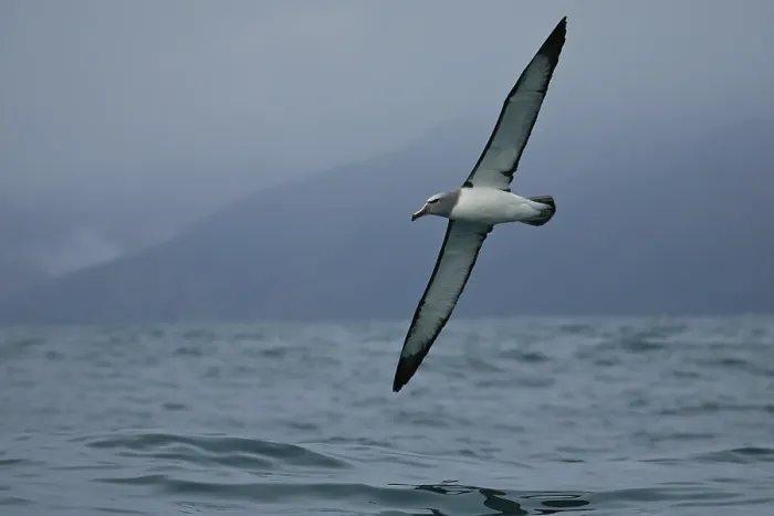 Framed Print : Salvin's Albatross (Thalassarche salvini) flying