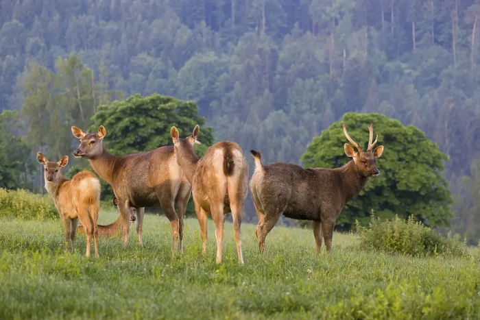 Framed Print : Two Sambar hinds with a fawn and a stag (Rusa unicolor)