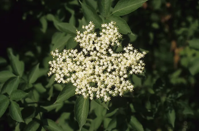 Framed Print : Sambucus nigra (Sambucus nigra)