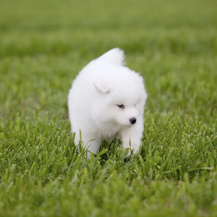 Framed Print : Samoyed dog