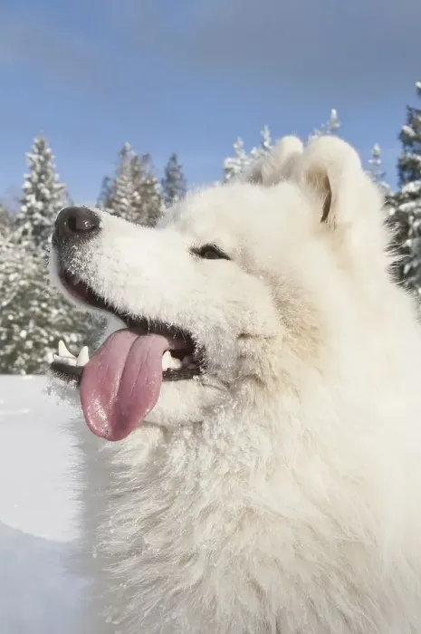 Framed Print : Samoyed dog, bjelkier, in the snow