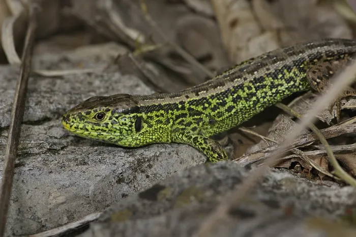 Framed Print : Sand lizard (Lacerta a. agilis)