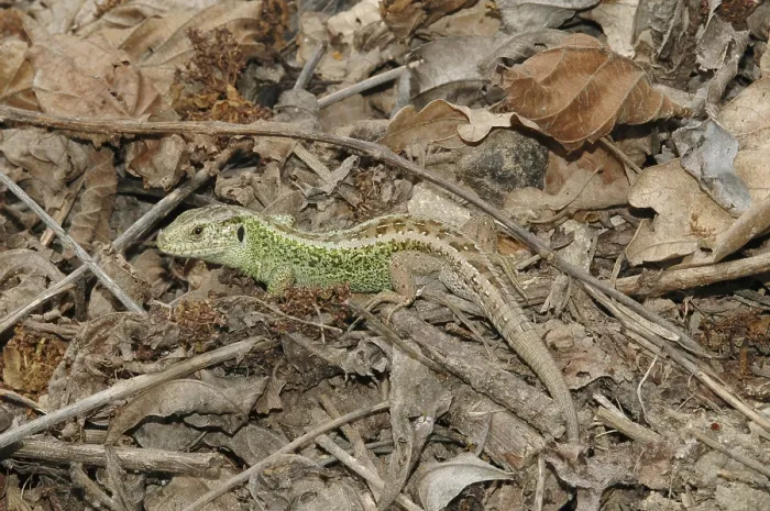 Framed Print : Sand lizard (Lacerta a. agilis)