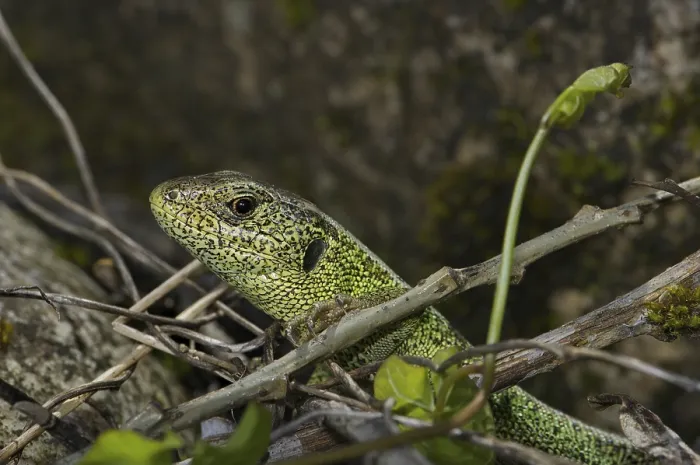 Framed Print : Sand lizard (Lacerta a. agilis) Framed Print : Sand lizard (Lacerta a. agilis)