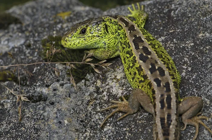 Framed Print : Sand lizard (Lacerta a. agilis) Framed Print : Sand lizard (Lacerta a. agilis)