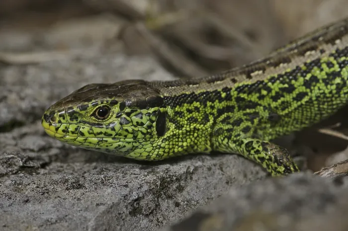 Framed Print : Sand lizard (Lacerta a. agilis)