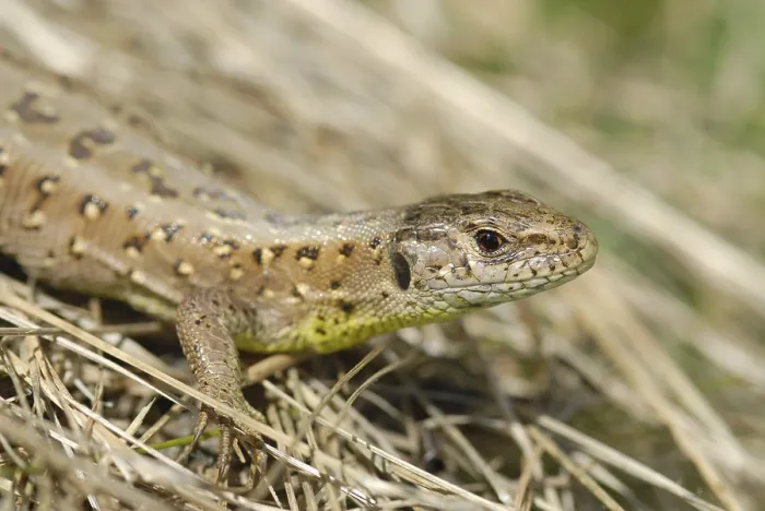 Framed Print : Sand lizard (Lacerta agilis agilis)