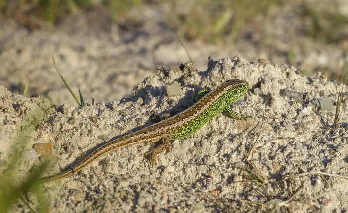 Framed Print : Sand Lizard (Lacerta agilis) male sitting on a rock in Sweden