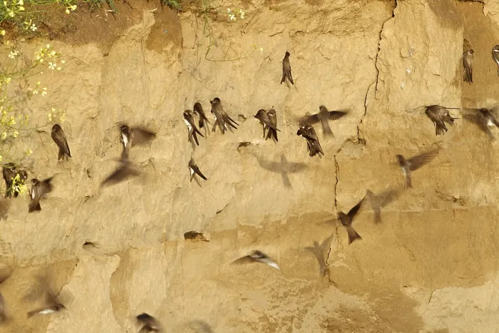 Framed Print : Sand Martin, Bank Swallow, Riparia riparia Framed Print : Sand Martin, Bank Swallow, Riparia riparia