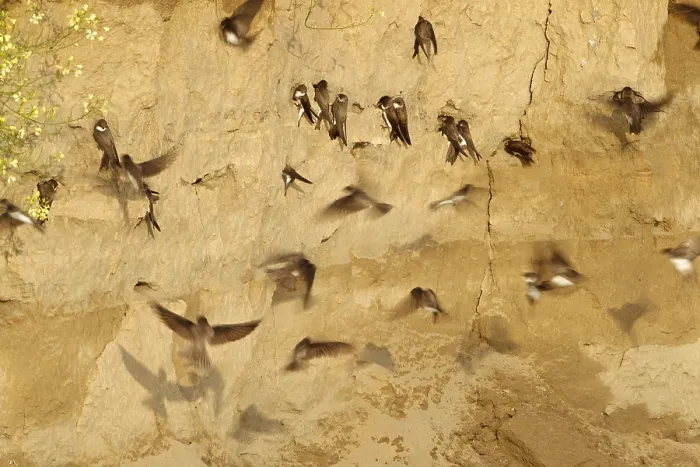 Framed Print : Sand Martin, Bank Swallow, Riparia riparia