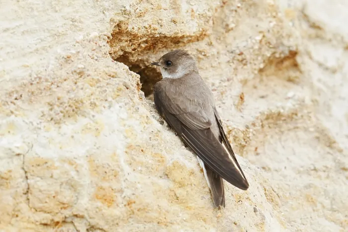 Framed Print : Sand martin (Riparia riparia) at the breeding tube