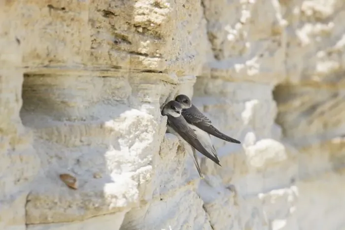 Framed Print : Sand Martin (Riparia riparia), on breeding wall Framed Print : Sand Martin (Riparia riparia), on breeding wall