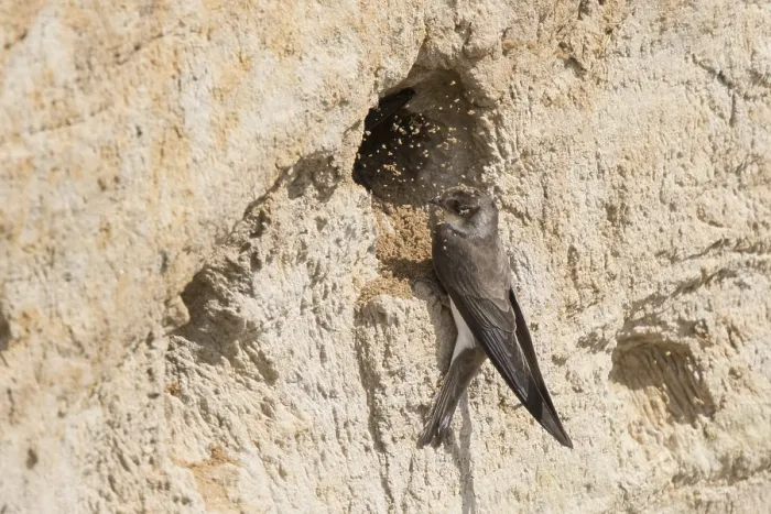 Framed Print : Sand Martin (Riparia riparia) building nest hole