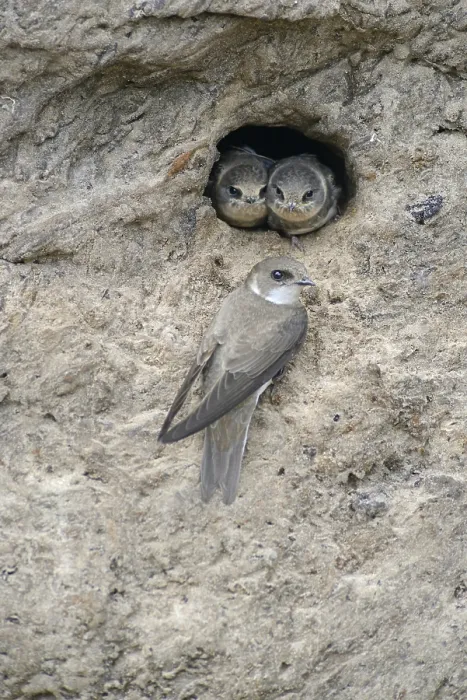 Framed Print : Sand Martins or Bank Swallows (Riparia riparia)