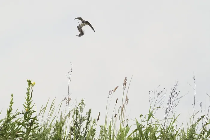 Framed Print : Sand martins (Riparia riparia) flying over a meadow