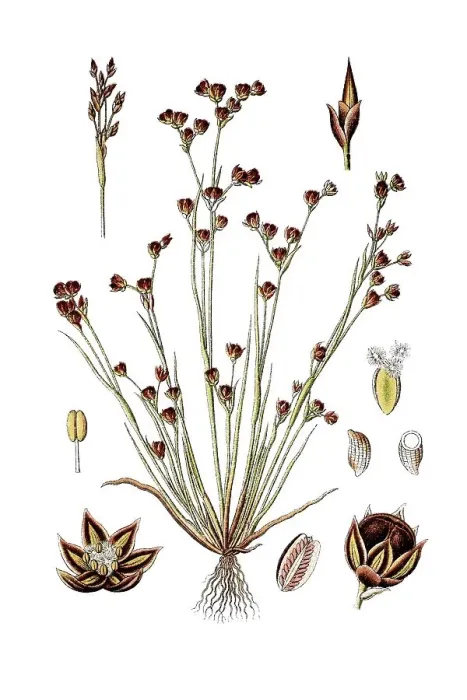 Framed Print : Sand rush (Juncus tenageia), medicinal plant