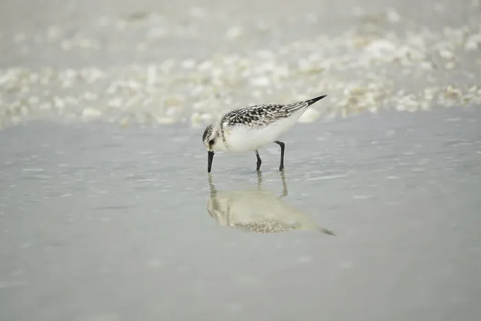 Framed Print : Sanderling (Calidris alba)
