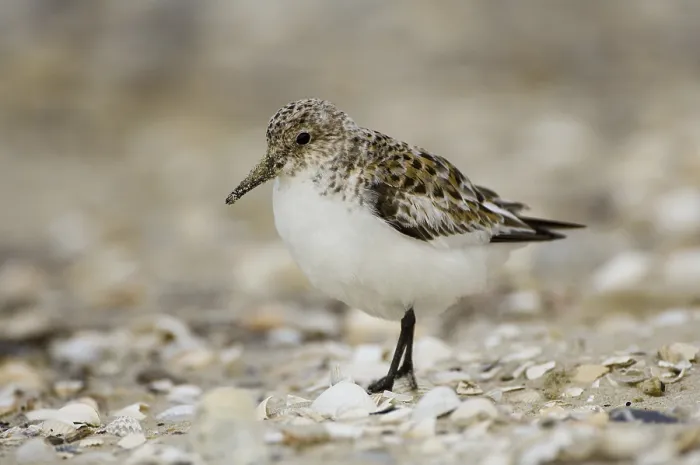 Framed Print : Sanderling (Calidris alba) Framed Print : Sanderling (Calidris alba)