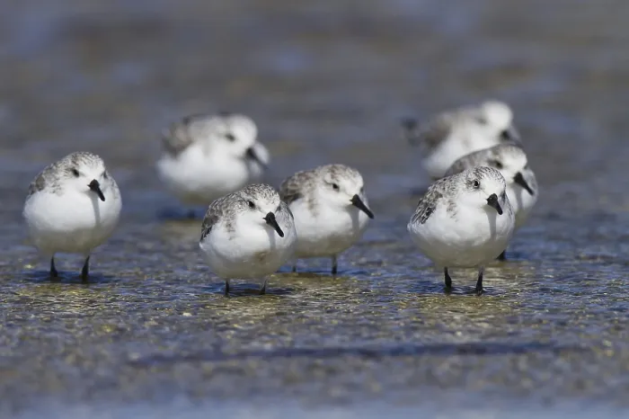 Framed Print : Sanderling (Calidris alba), Andalusia Framed Print : Sanderling (Calidris alba), Andalusia