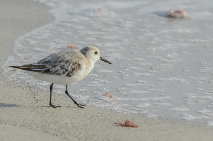 Framed Print : A sanderling (calidris alba) on the beach of the Gulf of Mexico in Florida Framed Print : A sanderling (calidris alba) on the beach of the Gulf of Mexico in Florida