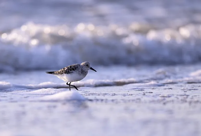 Framed Print : Sanderling (Calidris alba) on the beach with waves