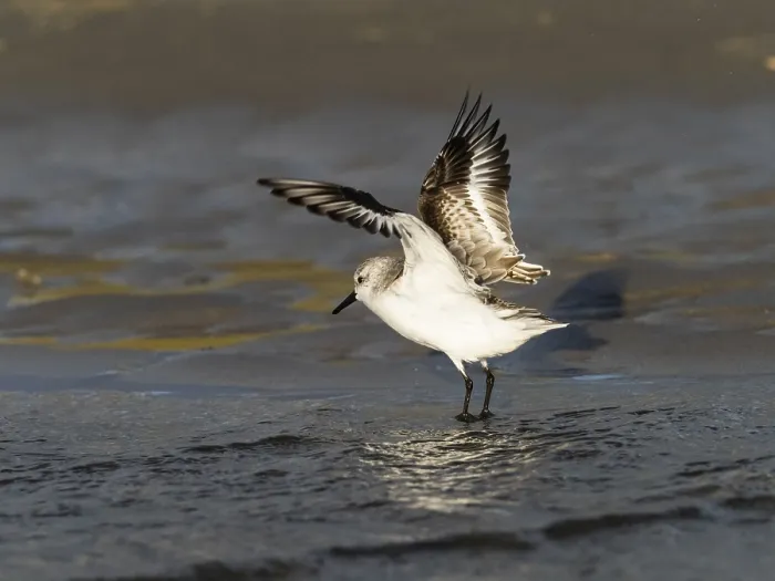 Framed Print : Sanderling (Calidris alba), flapping its wings after bathing in a sea pool Framed Print : Sanderling (Calidris alba), flapping its wings after bathing in a sea pool