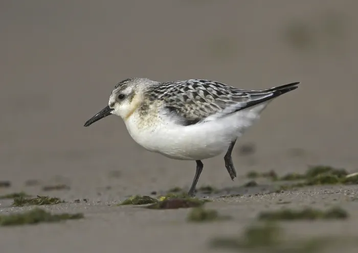 Framed Print : Sanderling (Calidris alba), juvenile Framed Print : Sanderling (Calidris alba), juvenile