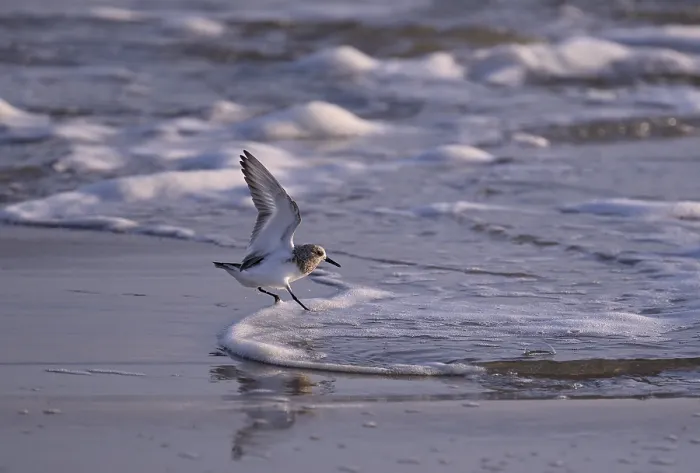 Framed Print : Sanderling (Calidris alba) landing in a wave