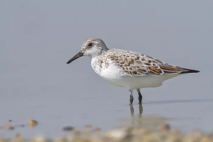 Framed Print : Sanderling (Calidris alba), standing in shallow water