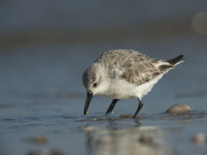Framed Print : Sanderling (Calidris alba), Texel