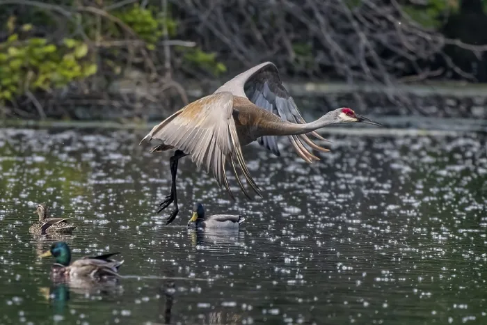 Framed Print : The Sandhill crane (Antigone canadensis) in flight