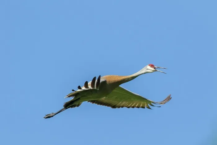 Framed Print : Sandhill crane (Grus canadensis) in flight under a blue sky