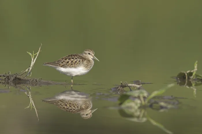 Framed Print : Least Sandpiper (Calidris minutilla)