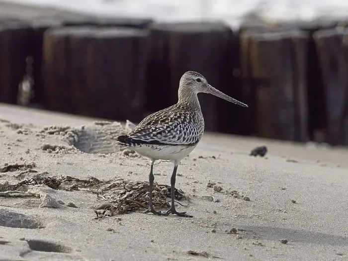 Framed Print : A sandpiper stands on sand in front of old wooden piles on a coastal landscape